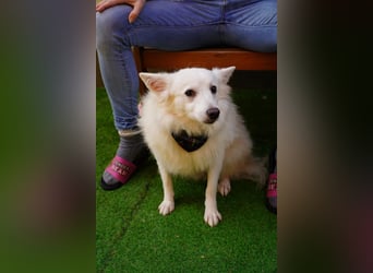 Timm-SR – Schatz sucht Liebe und Vertrauen!