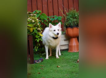 Timm-SR – Schatz sucht Liebe und Vertrauen!