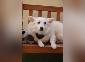 Timm-SR – Schatz sucht Liebe und Vertrauen!