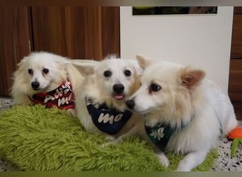 Ted SR – Sensibler Spitz sucht einfühlsames Zuhause