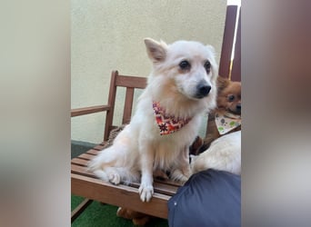 Amy SR – Kleines Energiebündel mit großem Herz sucht sportliche Menschen