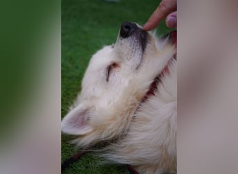 Ted SR – Sensibler Spitz sucht einfühlsames Zuhause