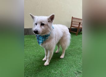 Kody SR- Gelassener Gentleman sucht sein Glück!