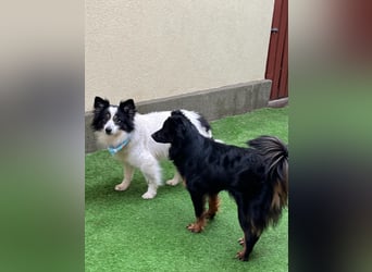 Jerry SR- Gutmütiger Sonnenschein sucht Zuhause