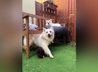 Amy SR – Kleines Energiebündel mit großem Herz sucht sportliche Menschen