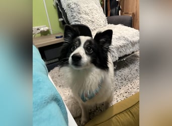 Jerry SR- Gutmütiger Sonnenschein sucht Zuhause