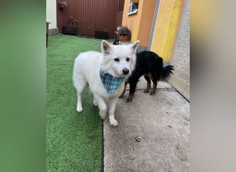 Kody SR- Gelassener Gentleman sucht sein Glück!