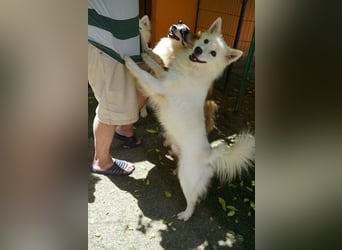 Kody SR- Gelassener Gentleman sucht sein Glück!