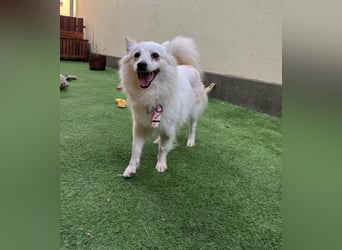 Amy SR – Kleines Energiebündel mit großem Herz sucht sportliche Menschen