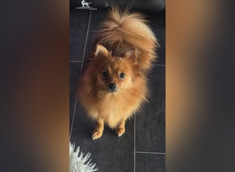 Nico SR – Kleiner Schatz sucht Liebe! 