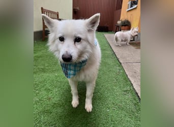 Kody SR- Gelassener Gentleman sucht sein Glück!