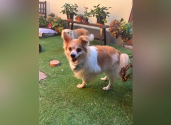 Cosmo SR– älterer Herr sucht gemütliches Sofa