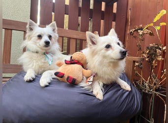 Amy SR – Kleines Energiebündel mit großem Herz sucht sportliche Menschen