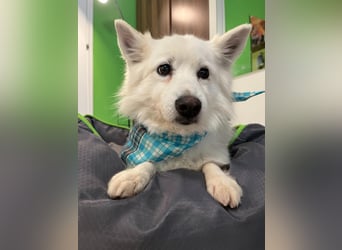 Kody SR- Gelassener Gentleman sucht sein Glück!