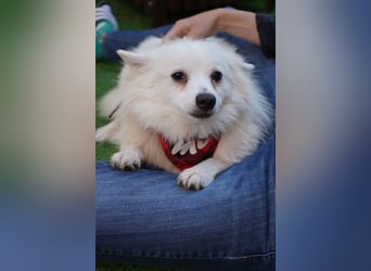 Ted SR – Sensibler Spitz sucht einfühlsames Zuhause