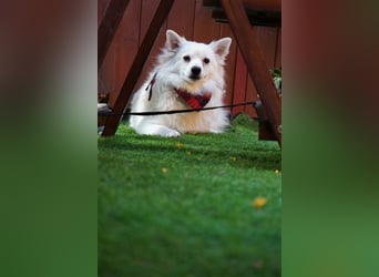 Ted SR – Sensibler Spitz sucht einfühlsames Zuhause