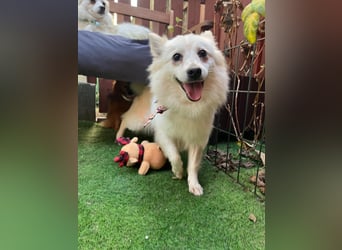 Amy SR – Kleines Energiebündel mit großem Herz sucht sportliche Menschen