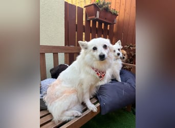 Amy SR – Kleines Energiebündel mit großem Herz sucht sportliche Menschen