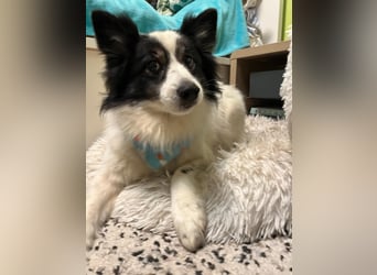 Jerry SR- Gutmütiger Sonnenschein sucht Zuhause