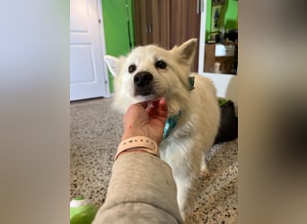 Kody SR- Gelassener Gentleman sucht sein Glück!