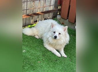 Ted SR – Sensibler Spitz sucht einfühlsames Zuhause