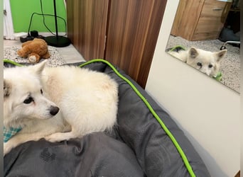 Kody SR- Gelassener Gentleman sucht sein Glück!