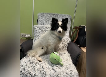 Jerry SR- Gutmütiger Sonnenschein sucht Zuhause