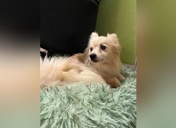 Maddox SR - Kuschelbär möchte Auftauen