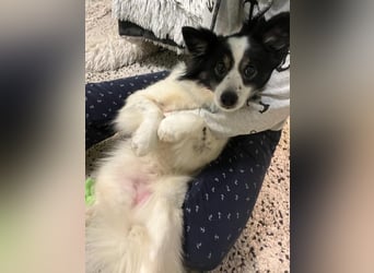 Jerry SR- Gutmütiger Sonnenschein sucht Zuhause