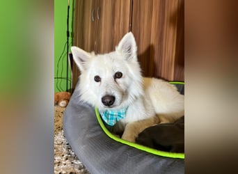 Kody SR- Gelassener Gentleman sucht sein Glück!