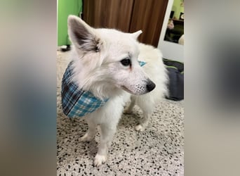 Kody SR- Gelassener Gentleman sucht sein Glück!