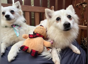 Amy SR – Kleines Energiebündel mit großem Herz sucht sportliche Menschen