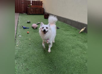 Amy SR – Kleines Energiebündel mit großem Herz sucht sportliche Menschen