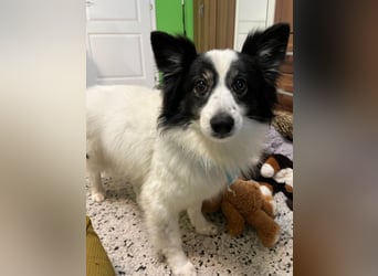 Jerry SR- Gutmütiger Sonnenschein sucht Zuhause