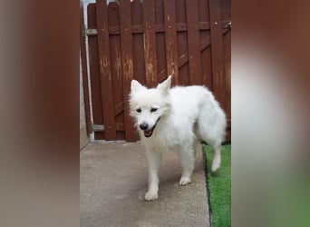 Kody SR- Gelassener Gentleman sucht sein Glück!