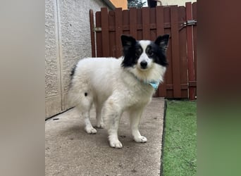 Jerry SR- Gutmütiger Sonnenschein sucht Zuhause