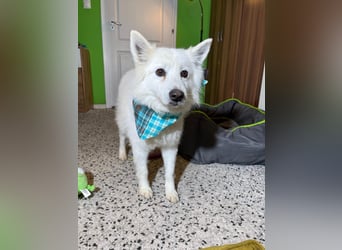 Kody SR- Gelassener Gentleman sucht sein Glück!