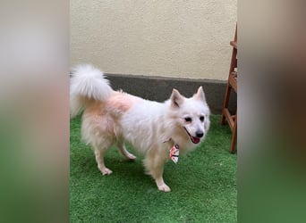 Amy SR – Kleines Energiebündel mit großem Herz sucht sportliche Menschen