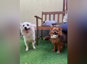 Amy SR – Kleines Energiebündel mit großem Herz sucht sportliche Menschen