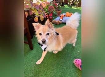 Barney SR– süßer Rüde mit jugendlichem Wesen