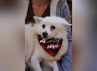 Ted SR – Sensibler Spitz sucht einfühlsames Zuhause