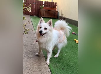 Amy SR – Kleines Energiebündel mit großem Herz sucht sportliche Menschen