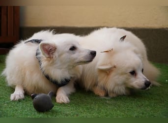 Timm-SR – Schatz sucht Liebe und Vertrauen!