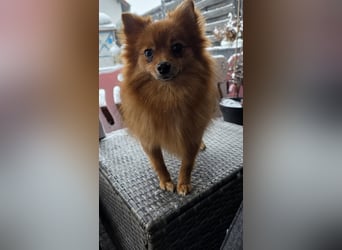 Nico SR – Kleiner Schatz sucht Liebe! 