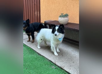 Jerry SR- Gutmütiger Sonnenschein sucht Zuhause