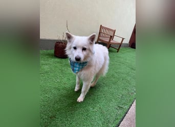 Kody SR- Gelassener Gentleman sucht sein Glück!