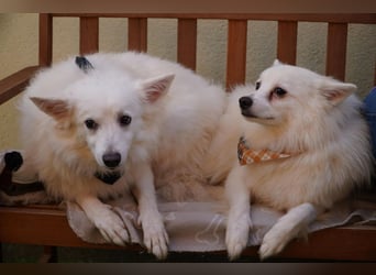 Timm-SR – Schatz sucht Liebe und Vertrauen!