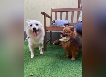 Amy SR – Kleines Energiebündel mit großem Herz sucht sportliche Menschen