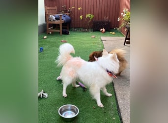 Amy SR – Kleines Energiebündel mit großem Herz sucht sportliche Menschen