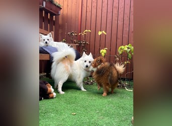 Amy SR – Kleines Energiebündel mit großem Herz sucht sportliche Menschen